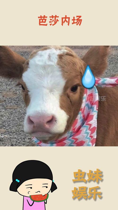 娱乐吃瓜酱的声音,揭秘娱乐圈幕后故事的声音传奇